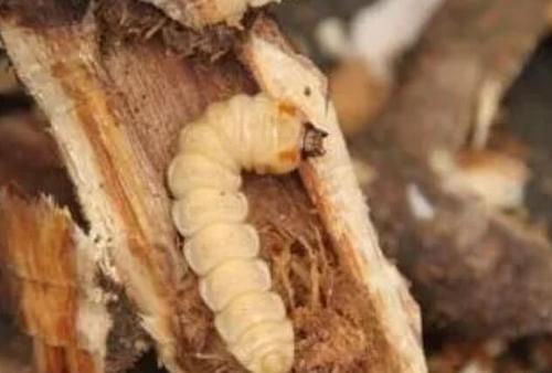 种树养虫子,斗米虫人工养殖前景看好