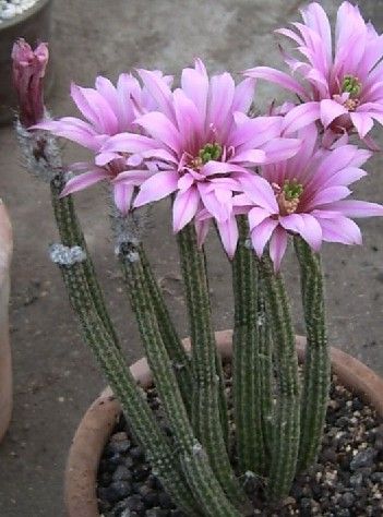 鹿角柱(学名:echinocereus pentalophus)是仙人掌科,鹿角柱属多年生