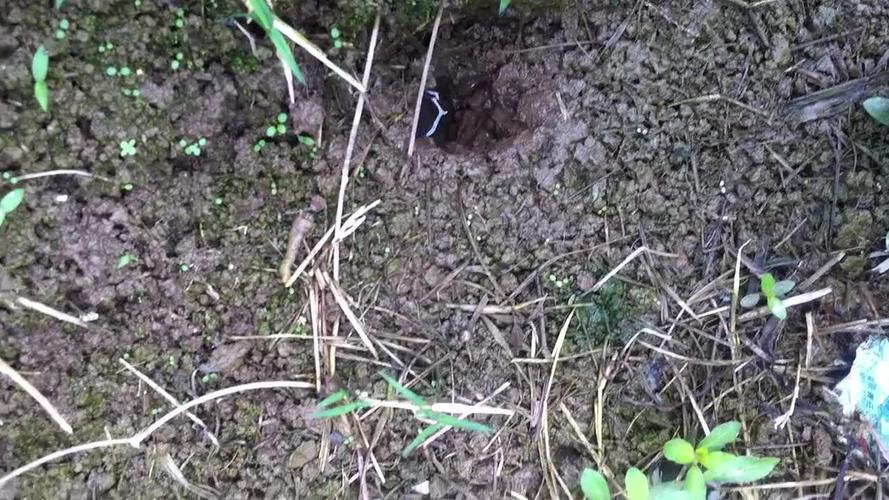 热推视频 钓鳝鱼-黄鳝