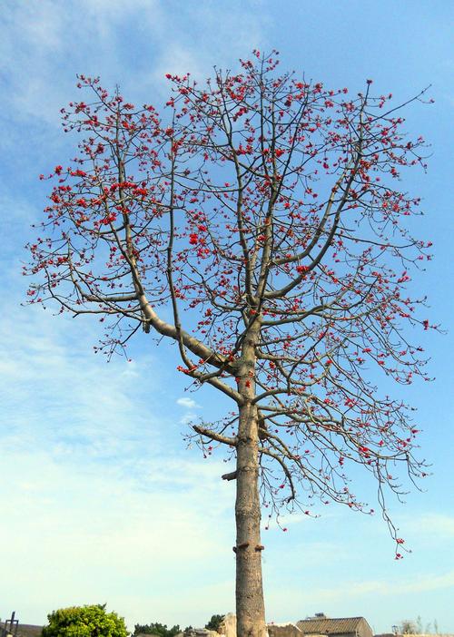 是不是每一棵木棉树都有英雄气慨