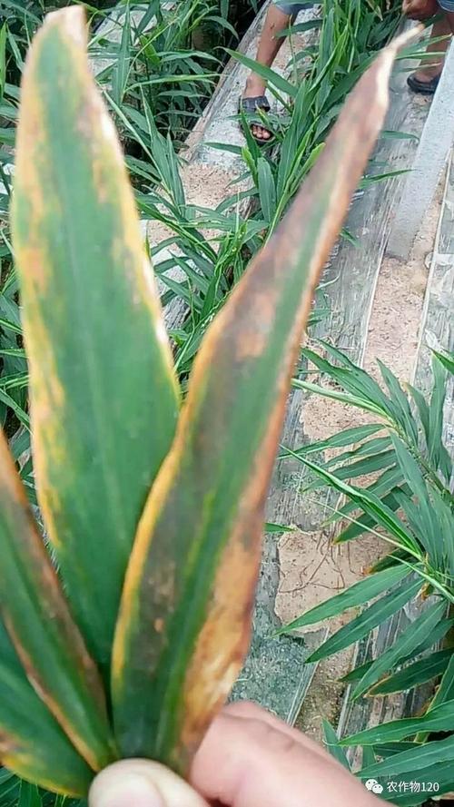 生姜,黄叶,干尖怎么办?