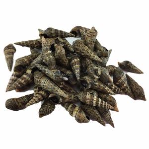 鲜活小海螺丝 新鲜小海抽 500克 4斤包邮 青岛海鲜