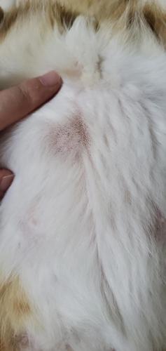 猫咪肚子上面的,好多黑点点,是不是猫藓啊,求助大家