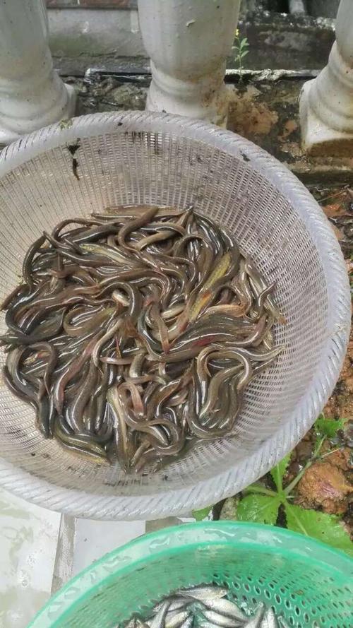 请问这是什么鱼,什么品种