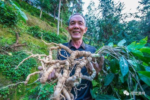 种植巴戟天,以特色产业带动经济发展▲"南方小人参"巴戟天帮助当地