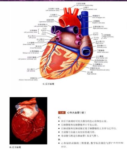 grant解剖图004-心, 冠状血管及心包
