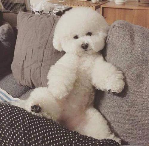 宠物百科:头可断,发型不能乱的比熊犬