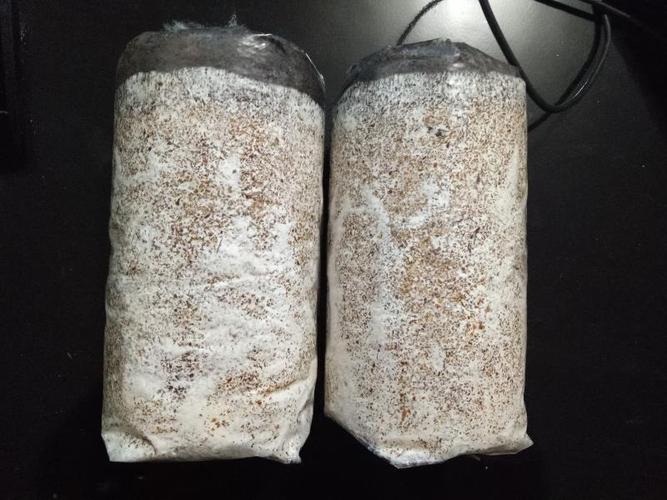 信德菌业常年提供优质香菇菌种,0912,辽抚4号,q1,238,908,夏1等优质
