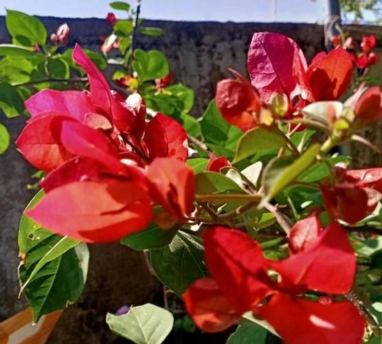 具有异域风情.风姿卓然的三角梅稀有品种.