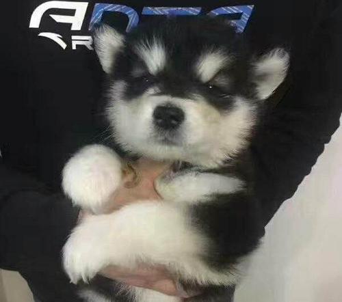 自家阿拉斯加幼犬出售