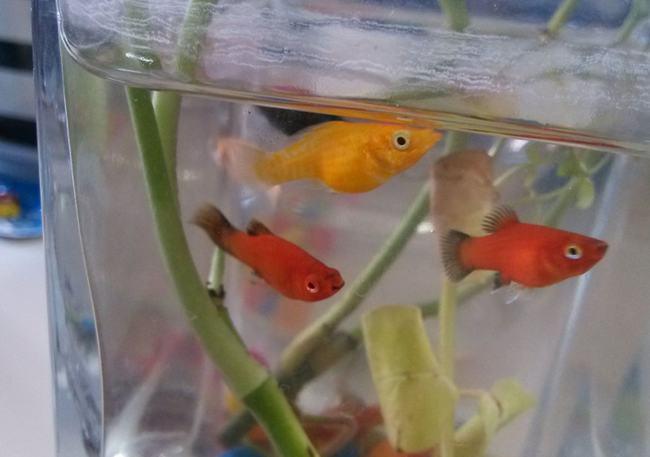 怎么看玛丽球鱼快生小鱼了玛丽球鱼的寿命