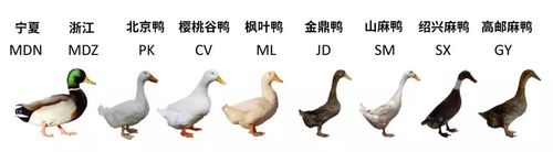 你说,鸭子到底会不会飞鸭?_家鸭