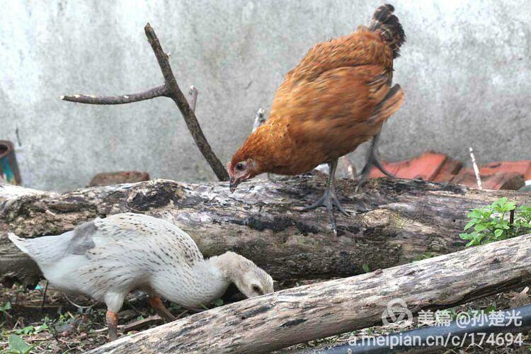 姜湾奇观:小公鸭小母鸡出双入对,形影不离