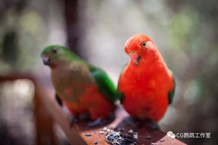 风靡鸟圈的国王鹦鹉…身上竟然还藏着这种秘密?