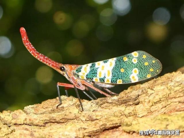 原创"人不可貌相",昆虫也一样,自然界中外形美丽的昆虫可能是害虫