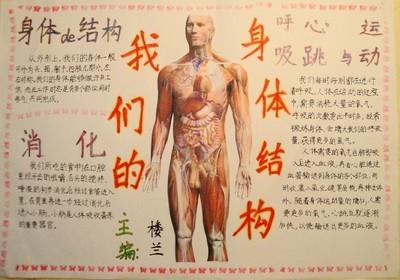 科学奇妙的人体手抄报 奇妙的数学手抄报关于人体奥秘的手抄报 关于