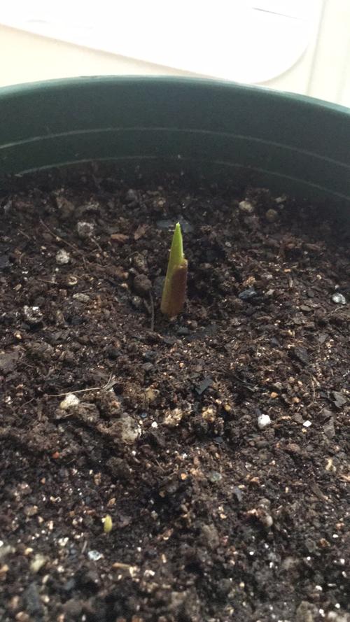 我的马蹄莲成长日记