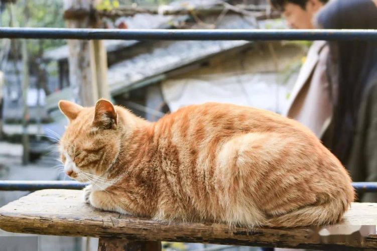 土猫到底土在哪?7种国内常见土猫,有没有你喜欢的那一款?