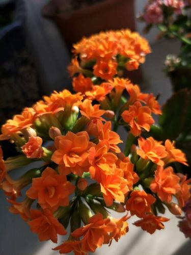 橘色的长寿花,来自幼芹.