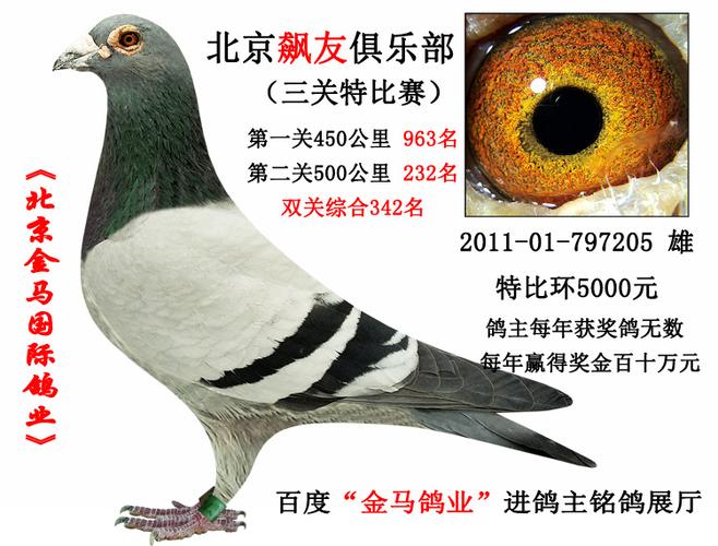 北京金马国际鸽业 飙友5000元特比,双关综合342名 微信yb1069536457