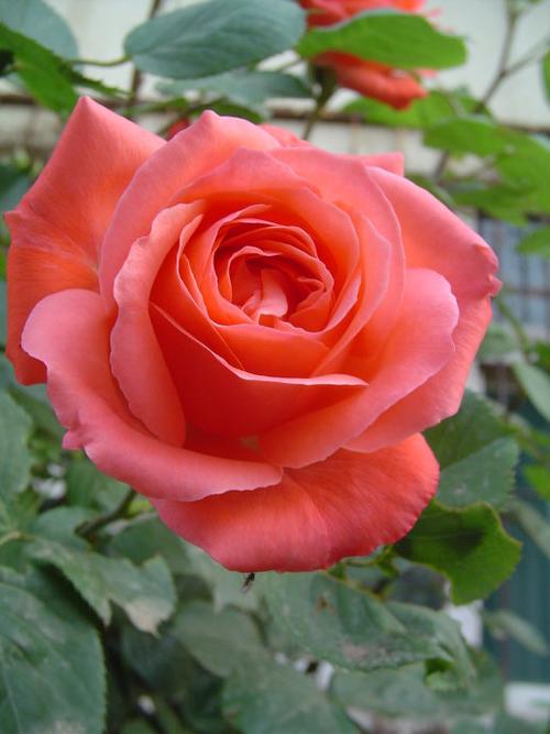 抢先开放娇艳无比的月季花2--月季花系列(二)