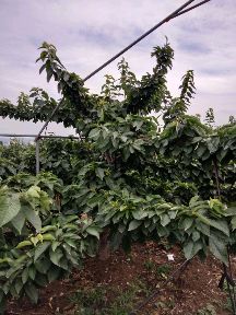 [供]供暖棚,冷棚用的美早大樱桃树5-8年