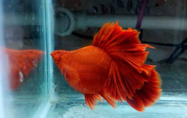 详情介绍 供求 出售                       新品种的红剑鱼,长相