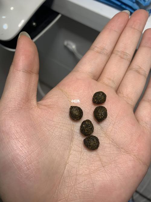 关于兔兔便便问题的困惑| 求助帖92_兔子_益生菌_康师傅怎么样_积食