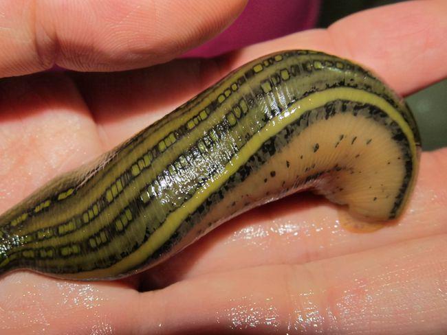 云南戍边战疫民警被蚂蟥叮咬大出血,枕头被血染红,被咬了怎么办