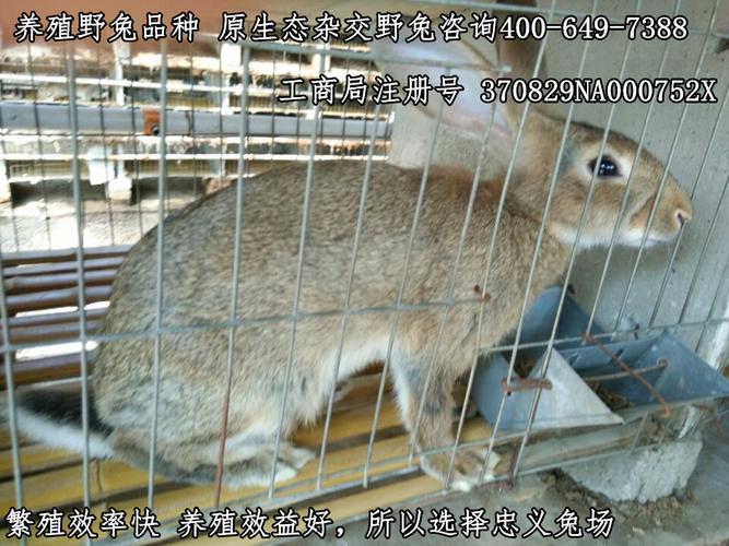 比利时野兔崽 比利时肉兔.商品大图