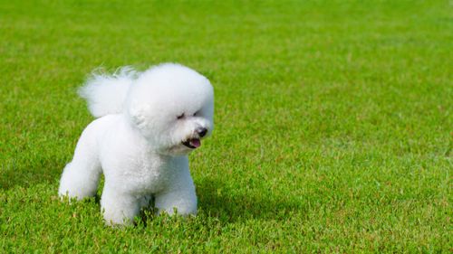 比熊犬寿命