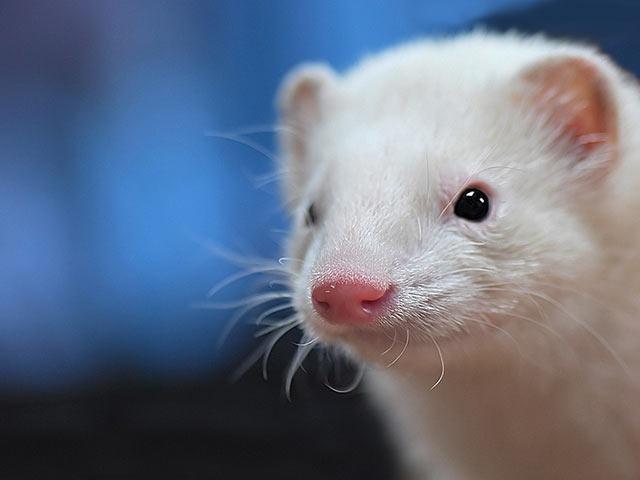 雪白色的宠物貂640×480可爱动物手机壁纸图片(12)