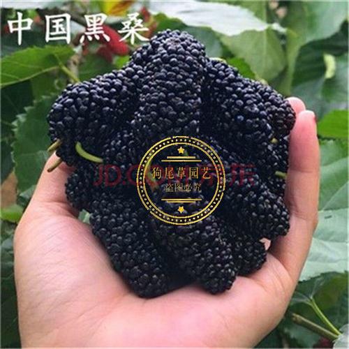 中国黑桑 【2年苗】买一颗送一颗【易成活】