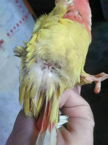 我家这只鹦鹉多大了是公的还是母的.