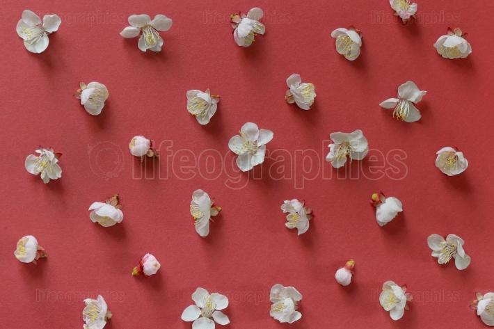 white cherry blossoms