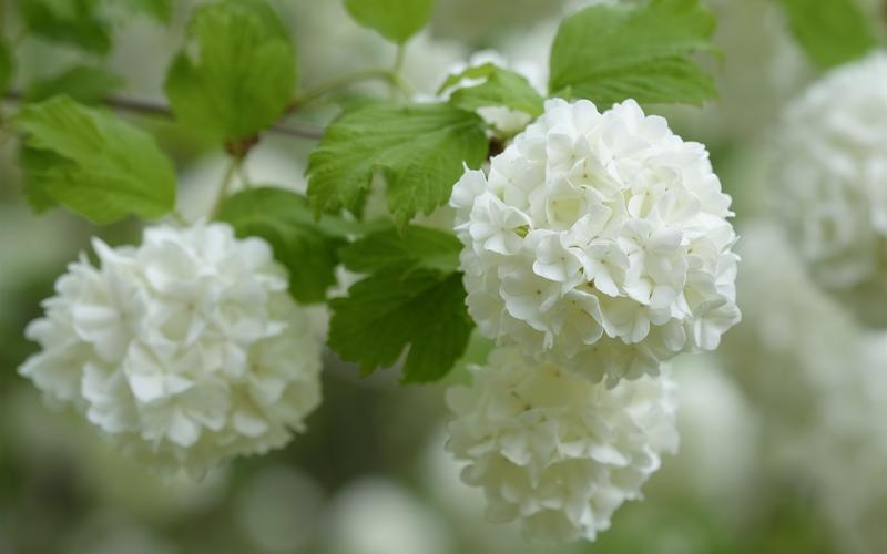 白色绣球花,花序 iphone 壁纸