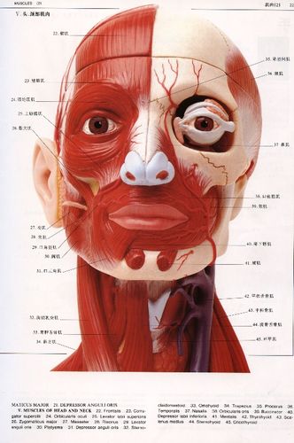 这周作业华丽的头部建模更新新画灭哈哈