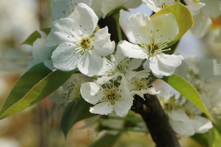 苏州树山观梨花.