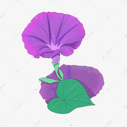 紫色的喇叭花