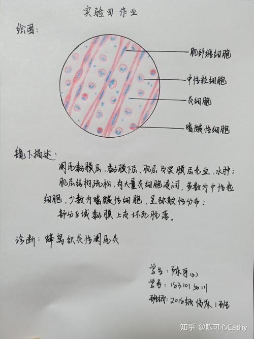 病理学红蓝铅笔绘图 实验作业
