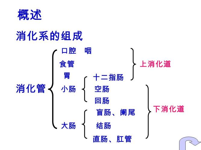十二指肠 空肠 回肠 上消化道 盲肠,阑尾 结肠 直肠,肛管 下消化道 胃
