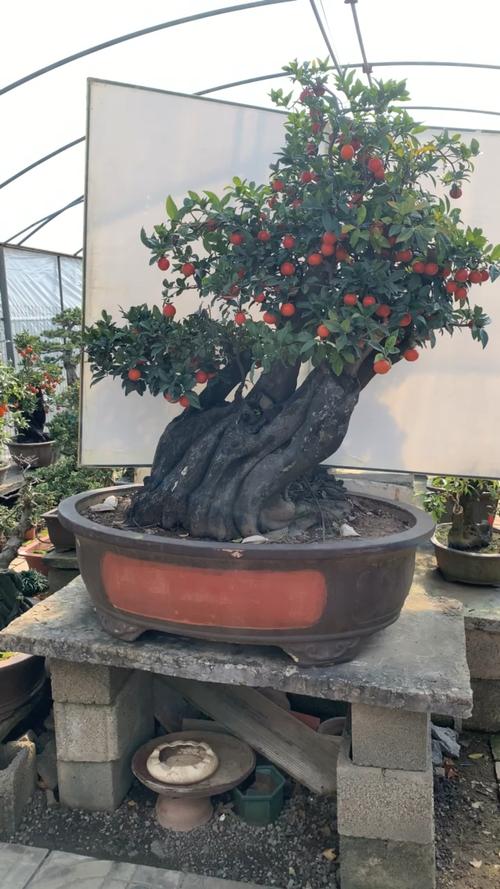 老桩血红果金弹子挂果时间长达300天