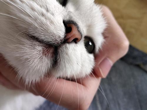 求助猫咪下嘴唇红了一块是咋回事啊