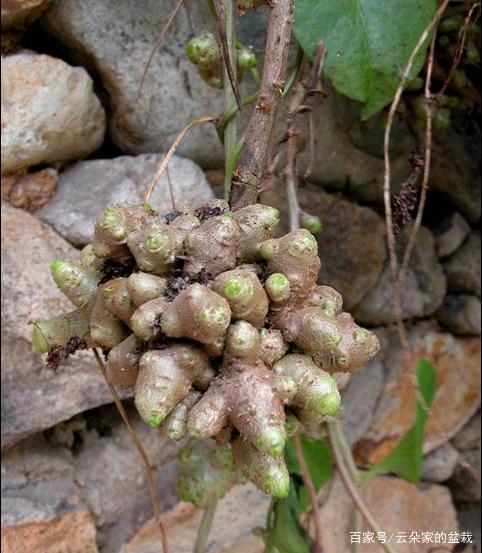 此物人称"藤三七",能降血脂血压,房前屋后很常见,遇见