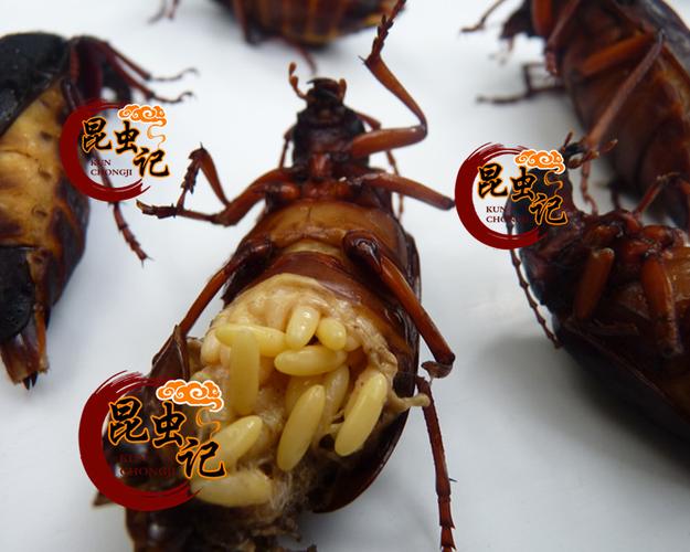 野生山山牛 新鲜山水牛 公母山虫牛 荒野生美味虫子