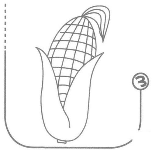 玉米的画法简笔画图片