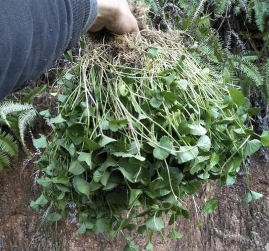 积雪草,紫花地丁