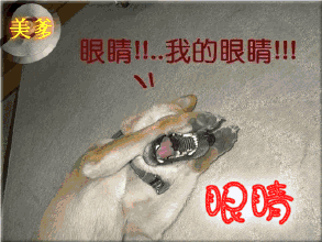 表情包闪瞎图