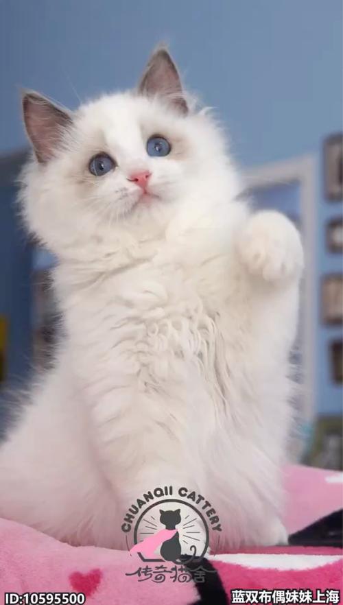 布偶猫繁育级赛级怎么区分?