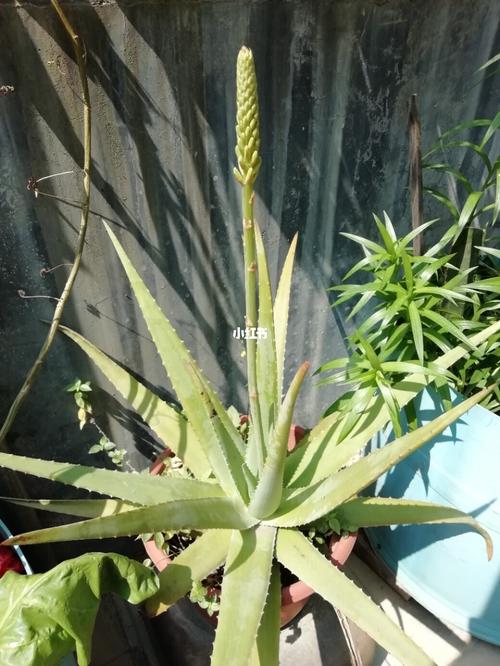 芦荟开花_芦荟_芦笋_家居家装_家居装饰